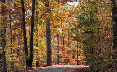 A serene path through a forest with vibrant autumn leaves in shades of orange, red, and yellow.