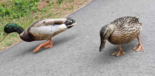 Two ducks walking on a paved path, one with a green head and brown body, the other brown with speckled feathers.
