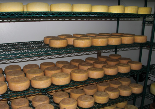 Shelves filled with round, yellow cheese wheels in a storage room.
