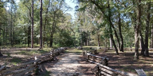 A serene forest path lined with wooden fences, surrounded by tall trees and dappled sunlight.