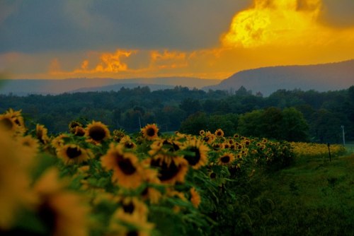 A field of sunflowers under a dramatic sunset, with rolling hills and clouds in the background.