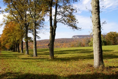 A scenic view of trees lining a grassy field, with colorful autumn foliage and a distant mountain under a blue sky.