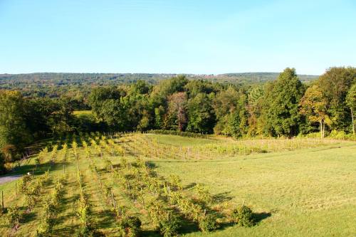 A scenic vineyard landscape with rows of grapevines, surrounded by lush green trees and rolling hills under a clear blue sky.