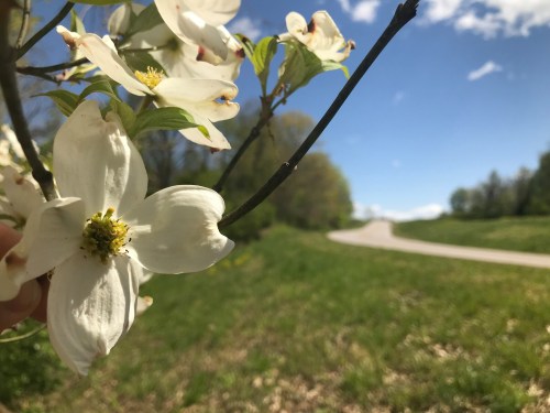 A close-up of white flowers on a branch, with a winding road and blue sky in the background.