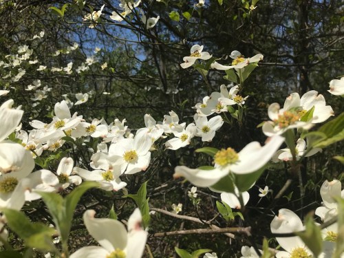 A close-up of white dogwood flowers blooming on branches against a blue sky.