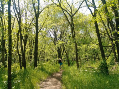 A person walks along a dirt path through a lush, green forest filled with trees and sunlight.