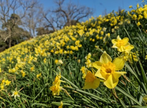A vibrant field of yellow daffodils blooms under a clear blue sky, with trees in the background.