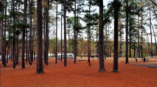 A forested area with tall trees and a carpet of orange pine needles, with people walking in the background.