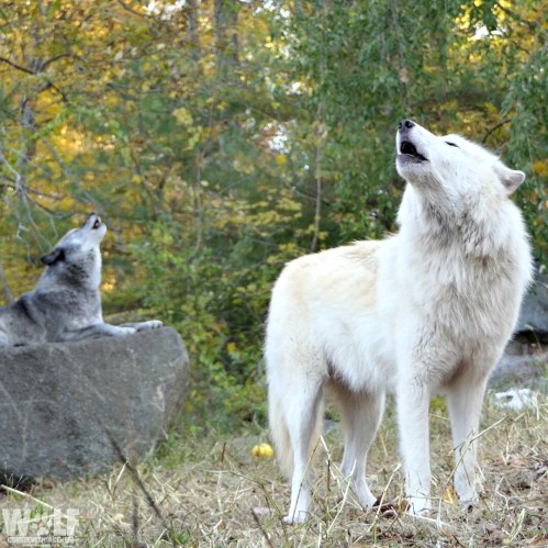 Two wolves howling in a forested area, one white and one gray, with trees and rocks in the background.