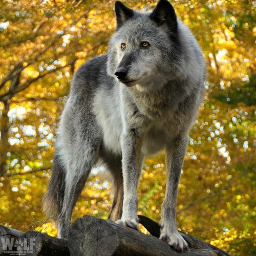 A gray wolf stands on a log, surrounded by vibrant autumn foliage, with a focused expression and alert posture.