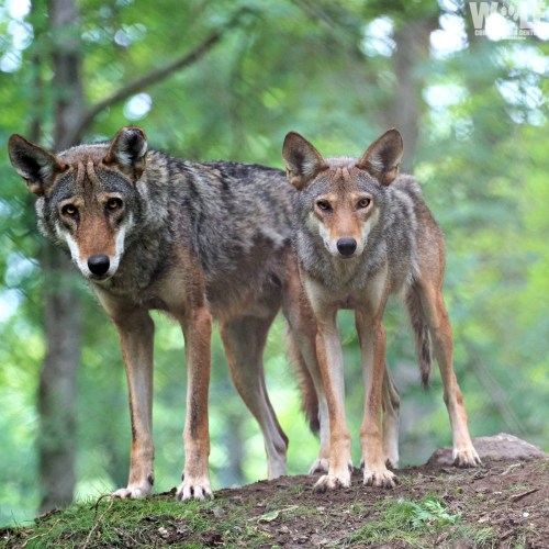 Two wolves stand side by side on a grassy area, surrounded by lush green trees in a forest setting.