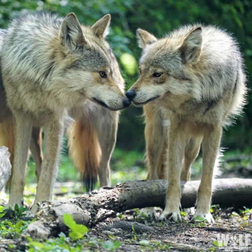 Two wolves gently touching noses in a lush, green forest setting.