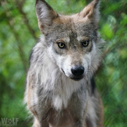 A close-up of a wolf with piercing eyes, surrounded by greenery, showcasing its fur and intense expression.