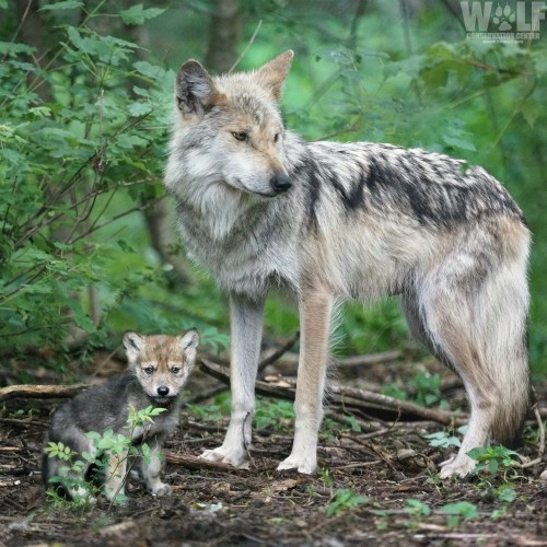 A gray wolf stands beside a playful wolf pup in a lush, green forest setting.