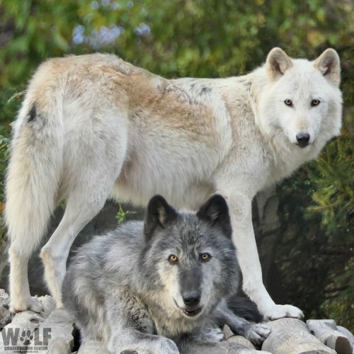 Two wolves, one white and one gray, stand together on a rocky surface with greenery in the background.