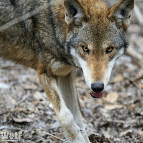 A close-up of a coyote walking through a forest, with a focused expression and a background of leaves and twigs.