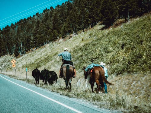 Two cowboys on horseback herding cattle along a rural road, surrounded by green hills and trees under a clear blue sky.