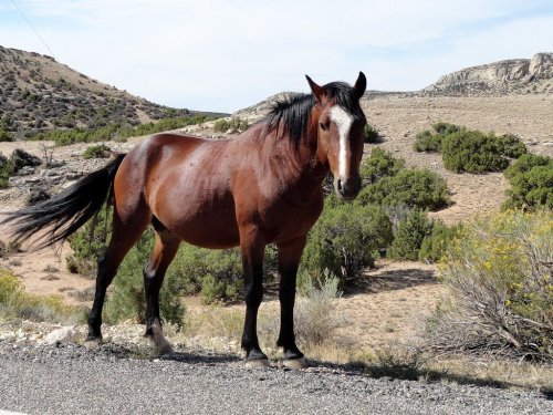 A brown horse stands beside a gravel road in a dry, rocky landscape with sparse vegetation and distant hills.