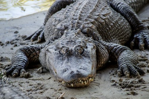 A large crocodile resting on the sandy riverbank, showcasing its textured skin and sharp teeth.