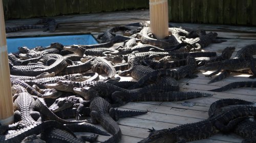 A large group of alligators resting on a wooden deck near a pool.