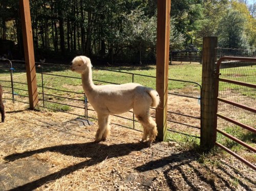 A white alpaca stands in a sunny barn, surrounded by straw and a green pasture in the background.