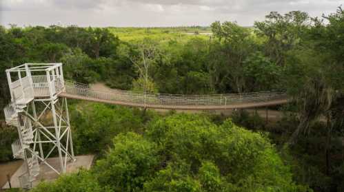 A suspension bridge stretches over a path in a lush green forest, with a viewing tower nearby.