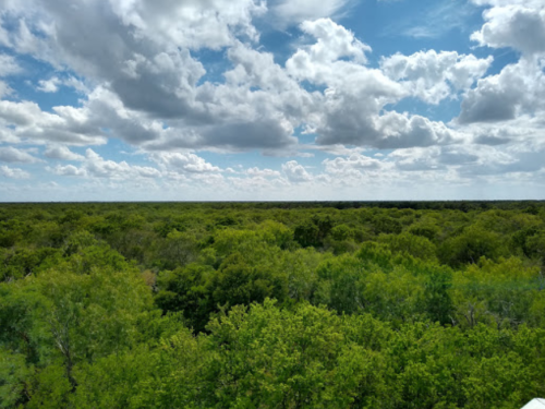 A lush green forest under a bright blue sky filled with fluffy white clouds.