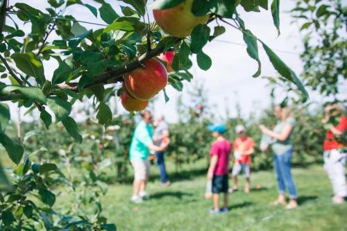 A group of people, including children, enjoy apple picking in an orchard with ripe apples hanging from branches.