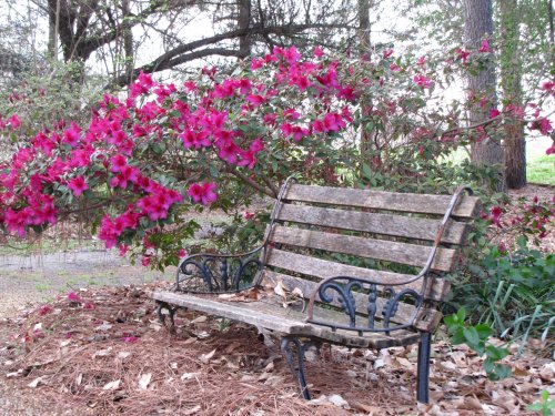 A weathered wooden bench surrounded by vibrant pink azalea flowers and pine needles on the ground.