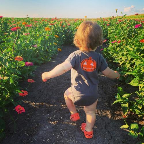 A toddler in a pumpkin-themed onesie walks through a colorful flower field, enjoying a sunny day.