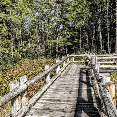 A wooden boardwalk winding through a lush green forest with trees and plants on either side.