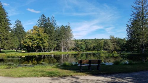A serene park scene featuring a calm pond, lush trees, and a bench overlooking the water under a clear blue sky.