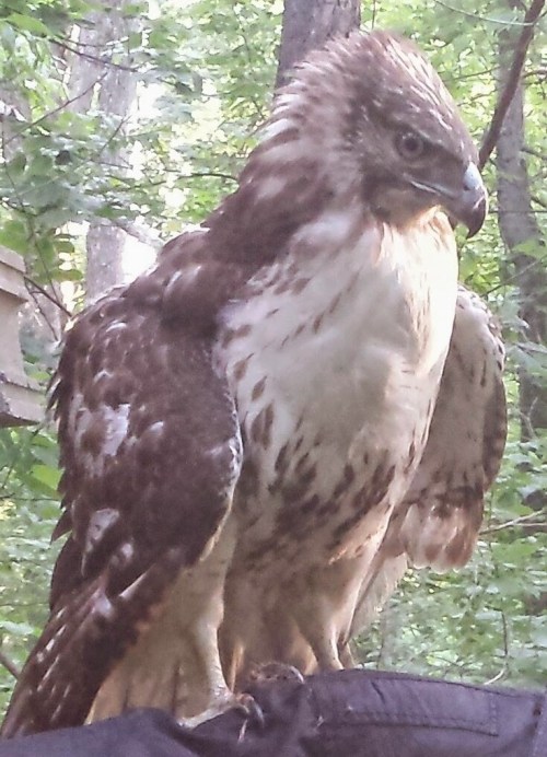A close-up of a hawk perched on a person's arm, surrounded by green trees in a forest setting.