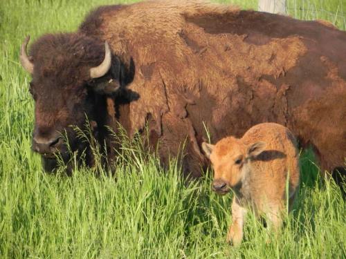 A brown bison stands in a grassy field next to a small, light brown calf.