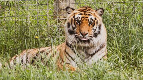 A tiger lounging in tall grass, with its tongue out, in front of a wire fence.