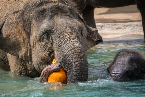 An elephant playfully holds a pumpkin in its trunk while a baby elephant splashes nearby in the water.