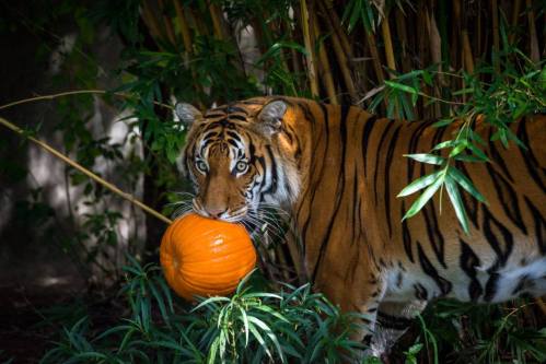 A tiger stands among bamboo, holding a bright orange pumpkin in its mouth.