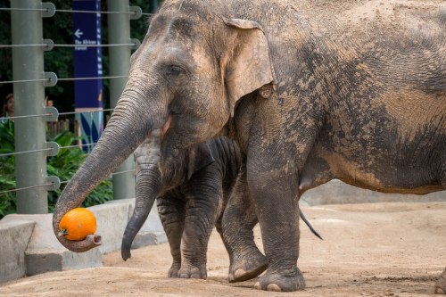 An adult elephant and a baby elephant play with a pumpkin in a zoo setting.