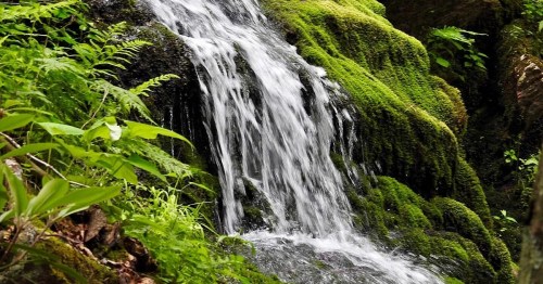 A serene waterfall cascading over moss-covered rocks, surrounded by lush green foliage.