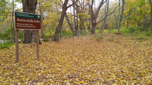A sign for Buttermilk Falls surrounded by a carpet of yellow autumn leaves in a wooded area.