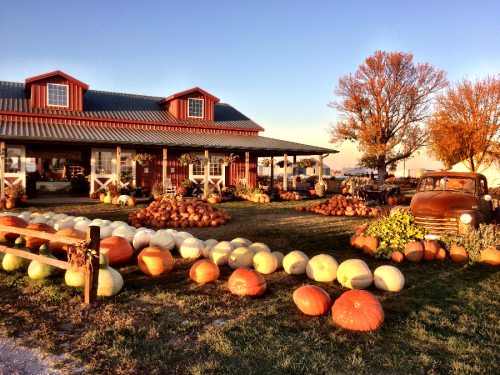 A rustic farm scene with a variety of pumpkins in front of a red barn and an old truck, under a clear blue sky.