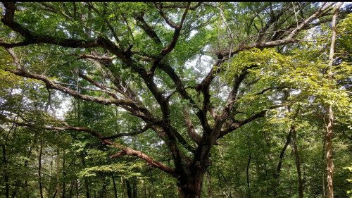 A large, sprawling tree with a thick trunk and extensive branches, surrounded by lush green foliage in a forest.