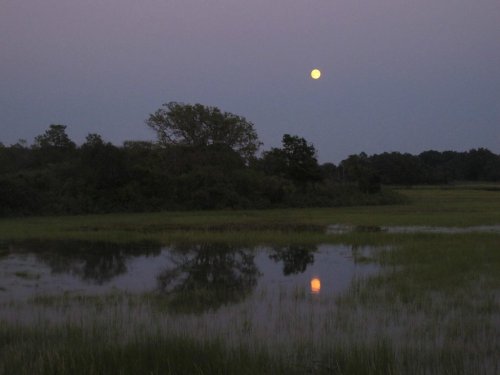 A serene landscape at dusk with a full moon reflecting on a calm water surface surrounded by lush greenery.