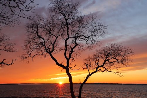 Silhouette of a bare tree against a vibrant sunset over the water, with colorful clouds in the sky.
