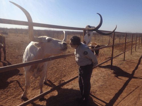 A person in a uniform leans in to interact with a large white bull behind a fence on a sunny day.