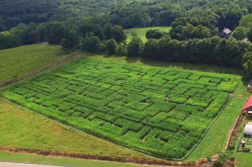 Aerial view of a large corn maze set in a green field surrounded by trees and a few buildings.