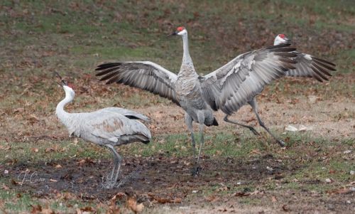 Three sandhill cranes in a grassy area, one with wings spread, another calling, and the third standing nearby.