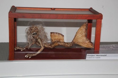 A preserved mermaid figure with a skeletal body and long hair displayed in a glass case.