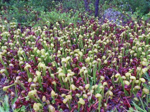 A dense patch of vibrant green and red pitcher plants in a lush, natural setting.