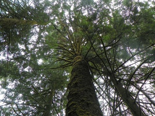 Looking up at a tall tree surrounded by dense green foliage in a forest.